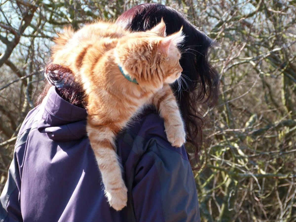 Schiller – aka Chillivanilli – aka Killischilli – aka&nbsp;Vanillischilli