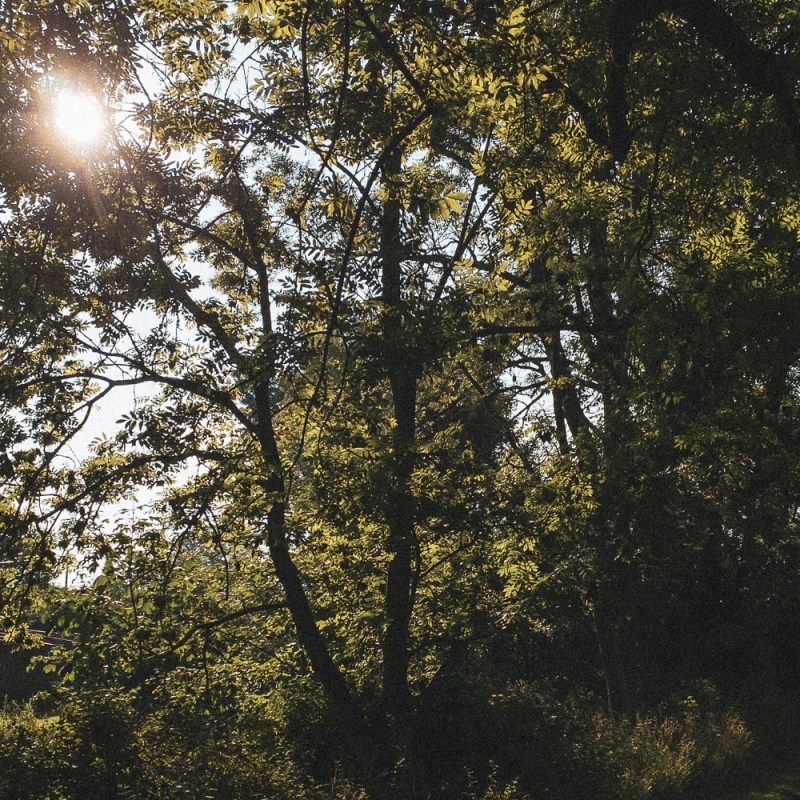 cerebral procrastination