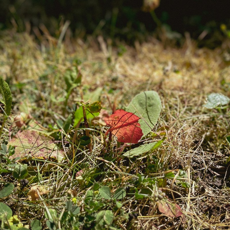 „Herr Sadebeck? Sie schwafeln.“
