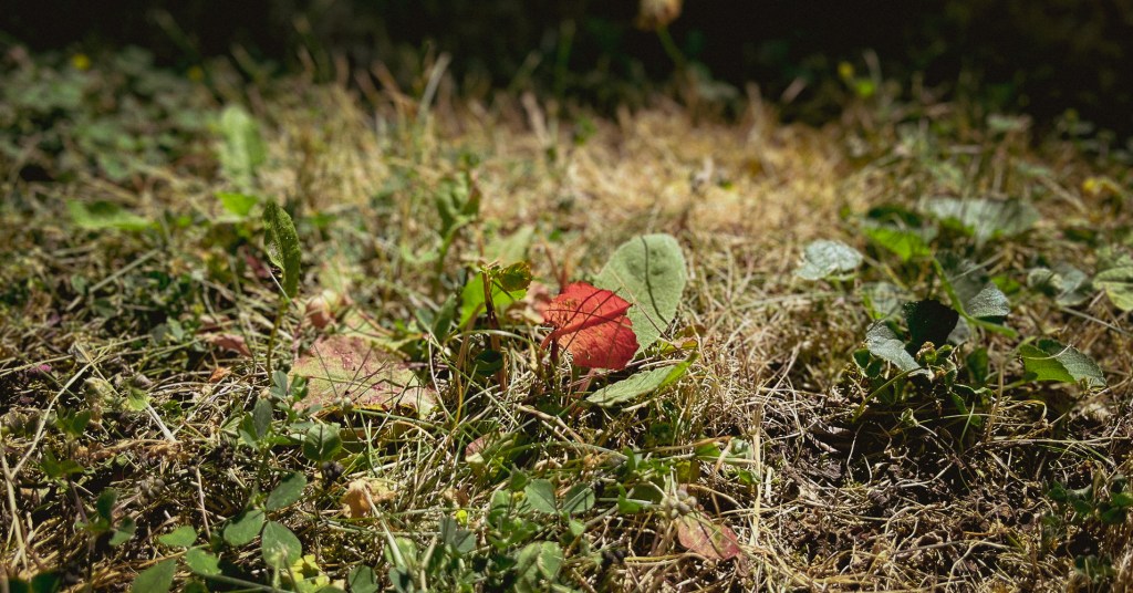„Herr Sadebeck? Sie schwafeln.“